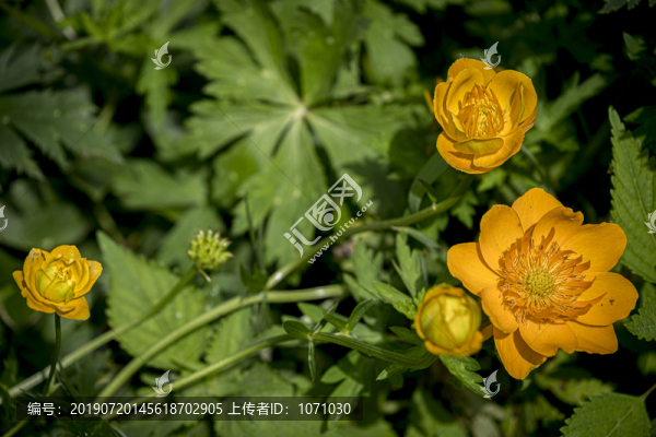 金蓮花