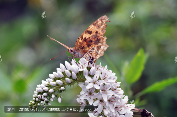 蝶戀花