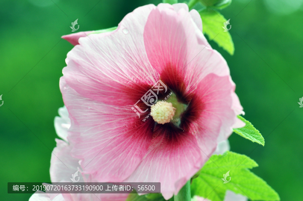 蜀葵花
