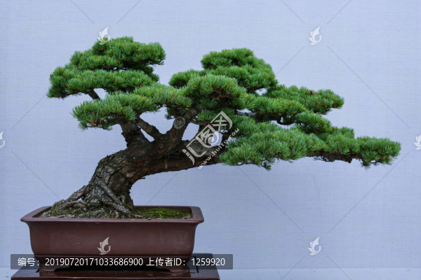 盆景