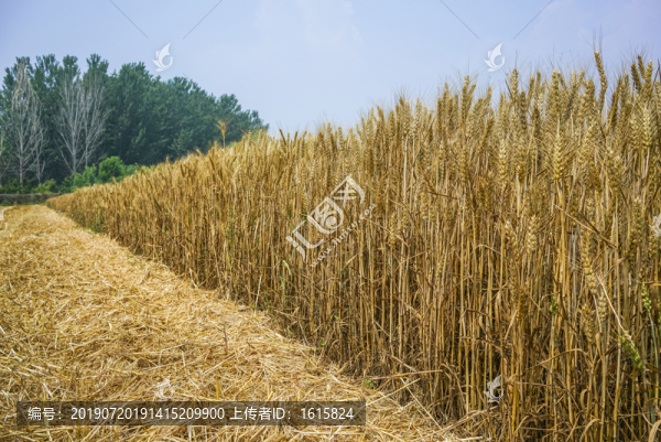 小麥麥田
