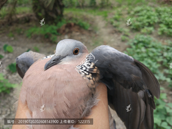 抓到一只野生斑鳩