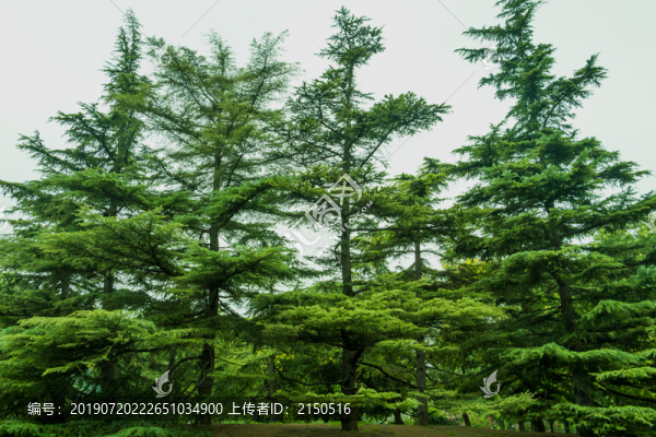 一排高聳的雪松