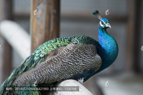 孔雀