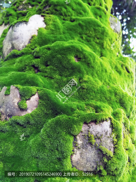 青苔