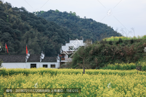 油菜花和徽派建筑