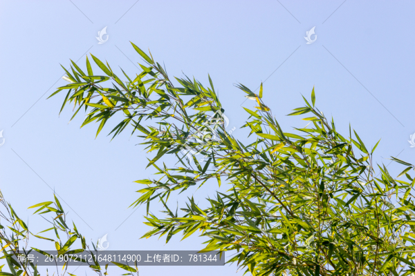 竹葉