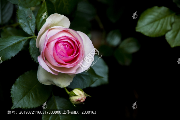 月季