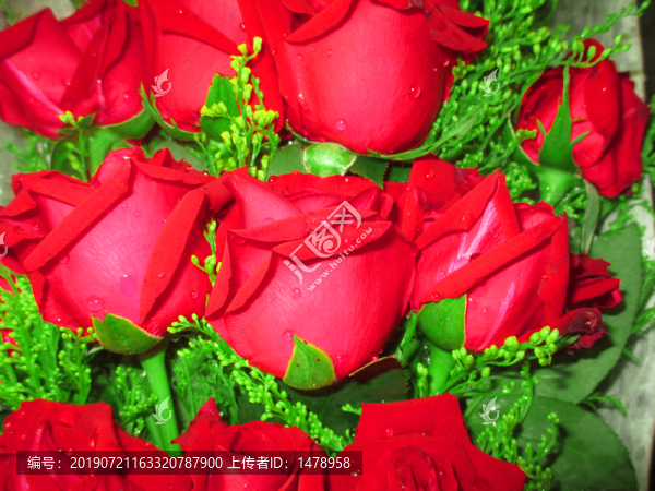 紅色玫瑰花