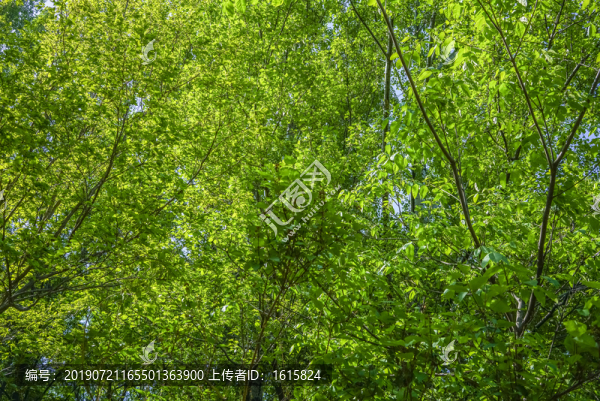 綠樹(shù)林高清大圖