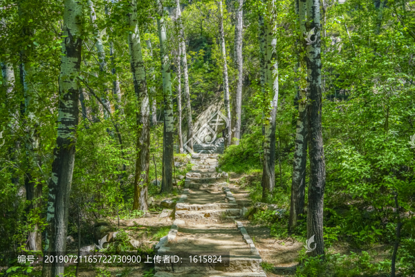 綠樹林高清大圖