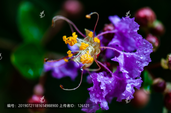 紫薇