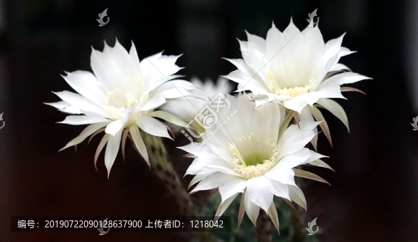 曇花一現(xiàn)