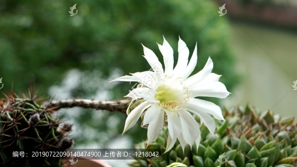 曇花一現(xiàn)