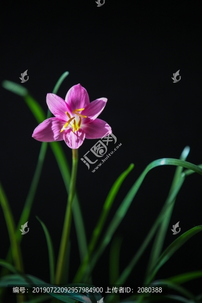 蘭花