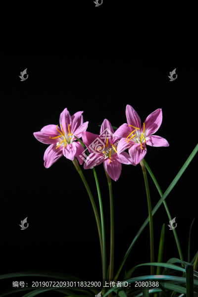 蘭花