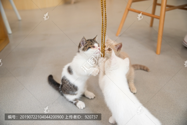 英國短毛貓