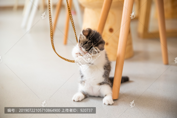 英國短毛貓