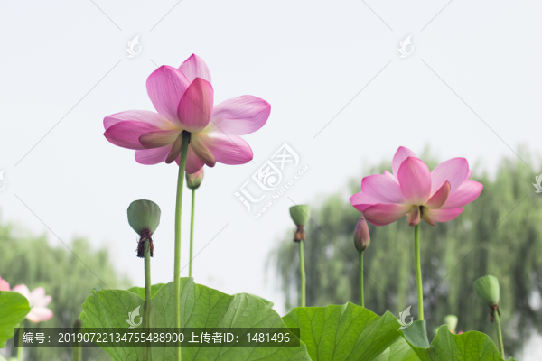 荷