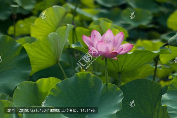 荷