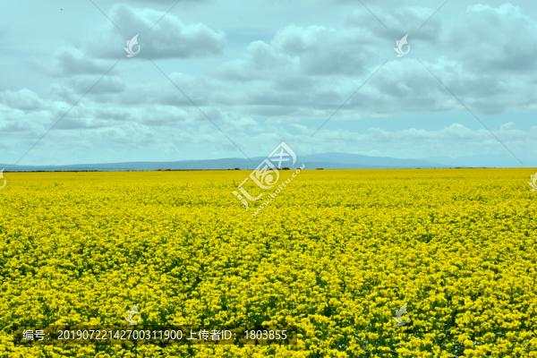 油菜花