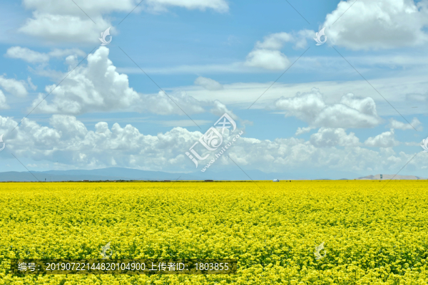 油菜花