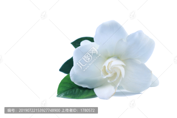 白底上一朵盛開的白色梔子花