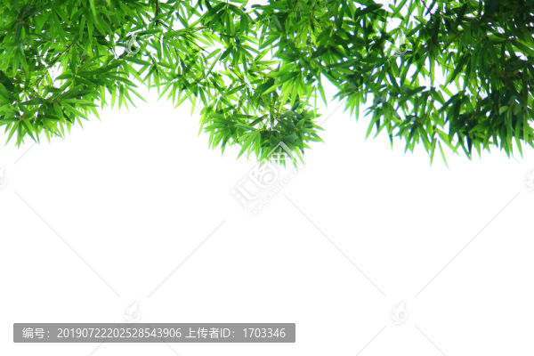 竹葉背景