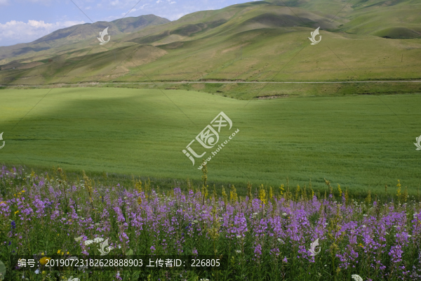 綠色的草原