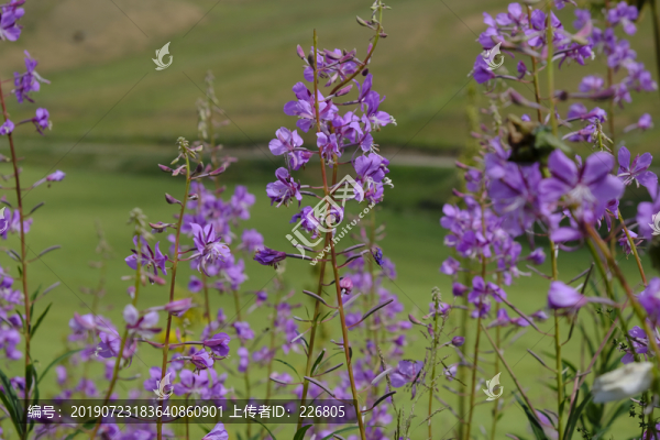 野花
