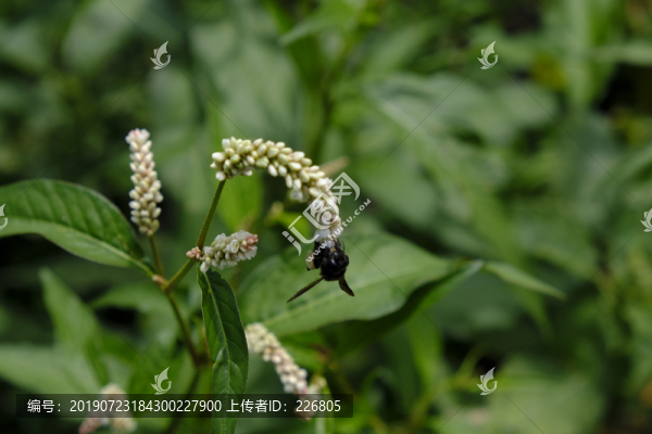 野花
