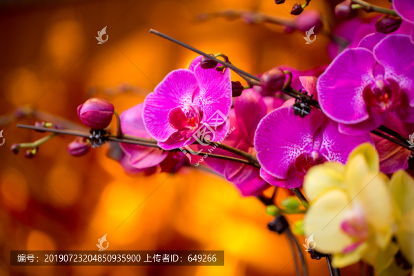 蝴蝶蘭