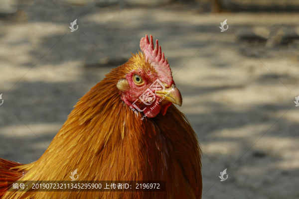 土公雞特寫(xiě)