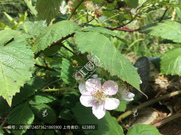 植物園