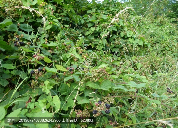 植物園