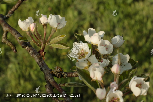 梨花