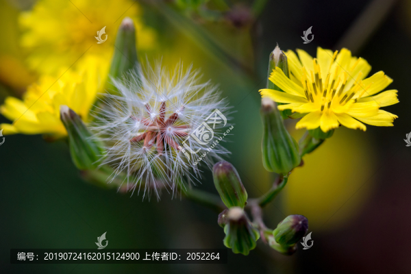 蒲公英