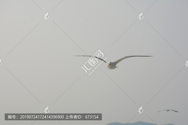 海鷗