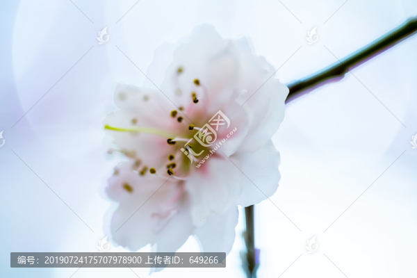 夢幻桃花