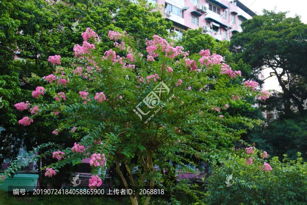 植物
