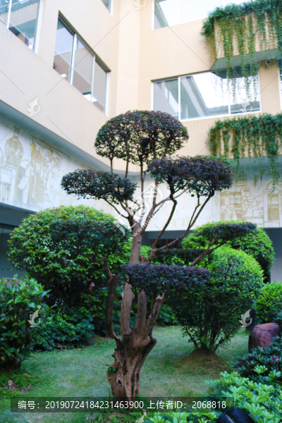 植物