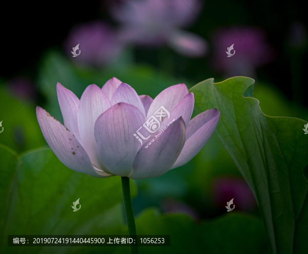 荷花