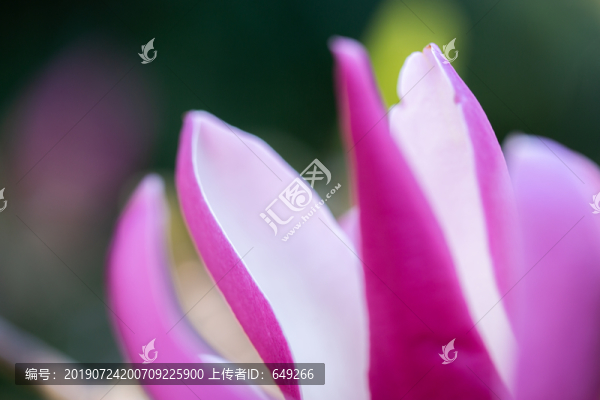 紫玉蘭