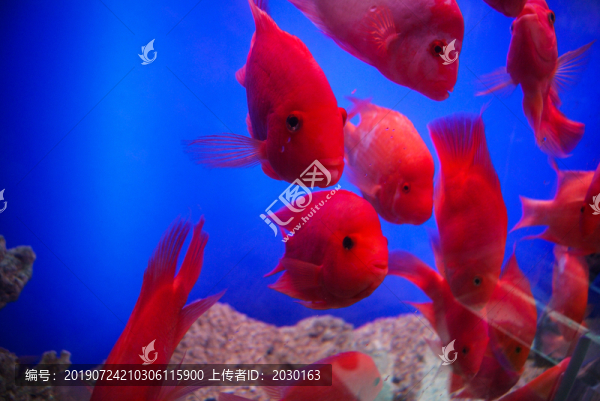 金魚(yú)
