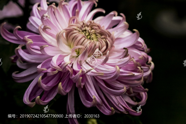 菊花特寫