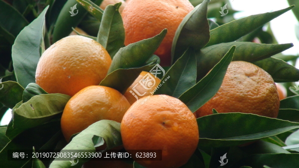 桔子
