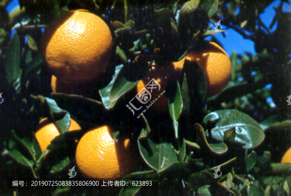 柑橘