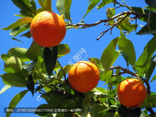 柑橘