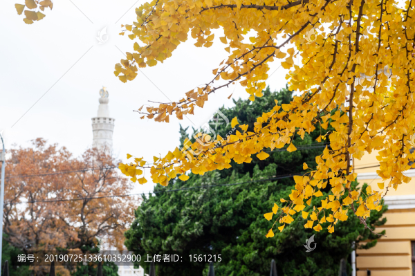 葉子黃了
