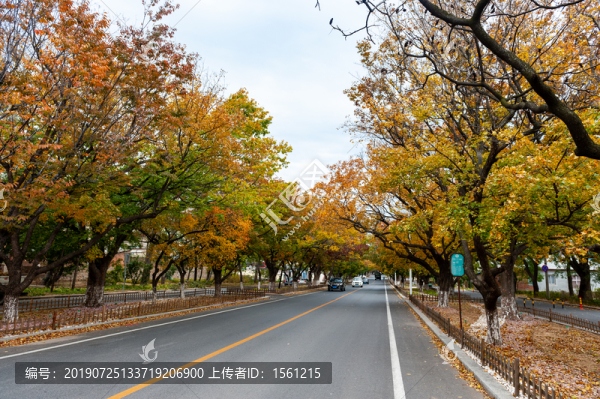 秋天的大道